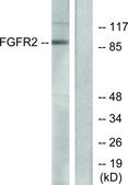 Anti-FGFR2 antibody produced in rabbit affinity isolated antibody