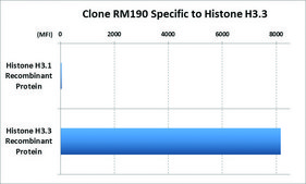 Anti-Histone H3.3 antibody, Rabbit monoclonal recombinant, expressed in HEK 293 cells, clone RM190, purified immunoglobulin