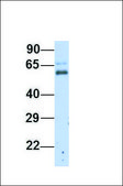 Anti-RORA (ab1) antibody produced in rabbit affinity isolated antibody
