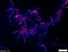 Alphaproteobacteria FISH probe-Cy3 Probe for fluorescence in situ hybridization (FISH), 20 μM in water