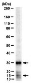 Anti-α-Synuclein Antibody, clone SOY1 clone SOY1, from mouse