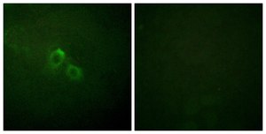 Anti-KV1.3 antibody produced in rabbit affinity isolated antibody