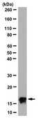 Anti-Interleukin-7/IL-7 Antibody, clone 7B1.1 clone 7B1.1, from mouse