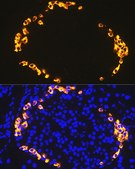 Anti-GLP-1 Antibody, clone 1R1J8, Rabbit Monoclonal