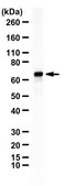 Anti-ITK/EMT/TSK Antibody from rabbit, purified by affinity chromatography