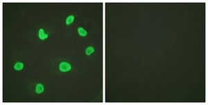 Anti-Histone H3 antibody produced in rabbit affinity isolated antibody