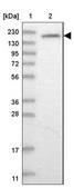 Anti-GEMIN5 antibody produced in rabbit Prestige Antibodies® Powered by Atlas Antibodies, affinity isolated antibody, buffered aqueous glycerol solution