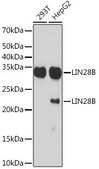 Anti-LIN28B antibody produced in rabbit