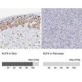 抗-KLF4 兔抗 Prestige Antibodies® Powered by Atlas Antibodies, affinity isolated antibody, buffered aqueous glycerol solution