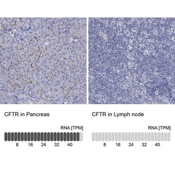 Anti-CFTR antibody produced in rabbit Prestige Antibodies® Powered by Atlas Antibodies, affinity isolated antibody, buffered aqueous glycerol solution