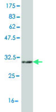 Monoclonal Anti-UCP1 antibody produced in mouse clone 4E5, purified immunoglobulin, buffered aqueous solution