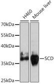 Anti-SCD antibody produced in rabbit