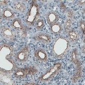 Monoclonal Anti-OCLN antibody produced in mouse Prestige Antibodies® Powered by Atlas Antibodies, clone CL1567, purified immunoglobulin, buffered aqueous glycerol solution