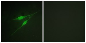 Anti-p38 MAPK antibody produced in rabbit affinity isolated antibody