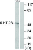 Anti-5-HT-2B antibody produced in rabbit affinity isolated antibody
