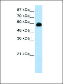 Anti-KEAP1 (AB2) antibody produced in rabbit affinity isolated antibody