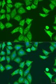 Anti-Eif2ak2 antibody produced in rabbit