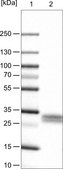 Monoclonal Anti-THY1 antibody produced in mouse Prestige Antibodies® Powered by Atlas Antibodies, clone CL1040, purified immunoglobulin, buffered aqueous glycerol solution