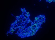 Escherichia coli FISH probe -ATTO488 Probe for fluorescence in situ hybridization (FISH), 20µM in water