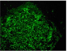 抗-TRA-1-60抗体，克隆TRA-1-60，FITC偶联物 clone TRA-1-60, from mouse, FITC conjugate