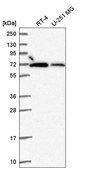 Anti-RBBP5 antibody produced in rabbit Prestige Antibodies® Powered by Atlas Antibodies, affinity isolated antibody