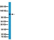 抗整合素β 1抗体，克隆MB1.2 clone MB1.2, Chemicon®, from rat