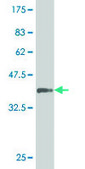 Monoclonal Anti-SGK2 antibody produced in mouse clone 2F6, purified immunoglobulin, buffered aqueous solution