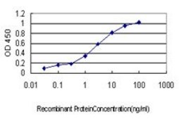 Monoclonal Anti-CDKL5 antibody produced in mouse clone 1D9, purified immunoglobulin, buffered aqueous solution