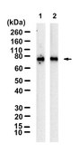 Anti-DYNC1I1 Antibody, clone 1F11 ZooMAb® Rabbit Monoclonal recombinant, expressed in HEK 293 cells