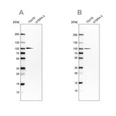 Anti-UFL1 antibody produced in rabbit Prestige Antibodies® Powered by Atlas Antibodies, affinity isolated antibody, buffered aqueous glycerol solution, ab3