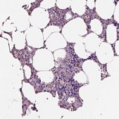 Anti-IGLL1 antibody produced in rabbit Prestige Antibodies® Powered by Atlas Antibodies, affinity isolated antibody