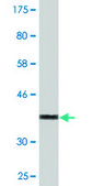 Monoclonal Anti-HOOK3 antibody produced in mouse clone 3A5, purified immunoglobulin, buffered aqueous solution