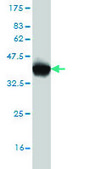Monoclonal Anti-EP300 antibody produced in mouse clone 1B1, purified immunoglobulin, buffered aqueous solution