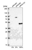 Anti-TIMM44 antibody produced in rabbit Prestige Antibodies® Powered by Atlas Antibodies, affinity isolated antibody, buffered aqueous glycerol solution