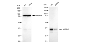 KD-Validated Anti MAP2K3 Antibody, clone 23GB2420, Rabbit Monoclonal clone 23GB2420, recombinant rabbit monoclonal, expressed in HEK293 cells