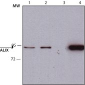 Monoclonal Anti-ALIX/PDCD6IP antibody produced in mouse clone ALIX-1, purified from hybridoma cell culture