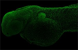 Anti-PCNA antibody produced in rabbit affinity isolated antibody, buffered aqueous solution