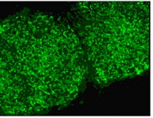 抗-TRA-1-60抗体，克隆TRA-1-60，FITC偶联物 clone TRA-1-60, from mouse, FITC conjugate