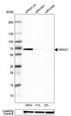 Anti-HDAC1 antibody produced in rabbit Prestige Antibodies® Powered by Atlas Antibodies, affinity isolated antibody, buffered aqueous glycerol solution