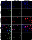 Anti-Fas Antibody (human, activating), clone CH11 clone CH11, Upstate®, from mouse