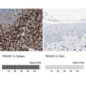 Anti-TBXAS1 antibody produced in rabbit Prestige Antibodies® Powered by Atlas Antibodies, affinity isolated antibody, buffered aqueous glycerol solution
