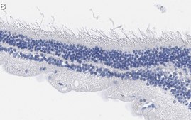 Anti-Rhodopsin CT Antibody, clone Rho 1D4 ZooMAb® Mouse Monoclonal recombinant, expressed in HEK 293 cells