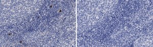 Anti-NLRP3 Antibody, clone 4B4 ZooMAb® Rabbit Monoclonal recombinant, expressed in HEK 293 cells