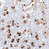 Monoclonal Anti-MUC2 antibody produced in mouse Prestige Antibodies® Powered by Atlas Antibodies, clone CL9148, purified immunoglobulin, buffered aqueous glycerol solution