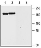 Anti-Potassium Channel KV11.2 (erg2) 兔抗 affinity isolated antibody, lyophilized powder