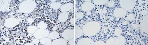Anti-Bcl-xL Antibody, clone 1O8 ZooMAb® Rabbit Monoclonal recombinant, expressed in HEK 293 cells