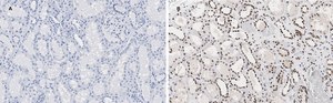Anti-HMGB1 Antibody, clone 3K6, ZooMAb® Rabbit Monoclonal recombinant, expressed in HEK 293 cells