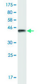 Monoclonal Anti-TRPV1 antibody produced in mouse clone 1A8, purified immunoglobulin, buffered aqueous solution