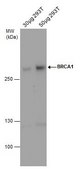 Monoclonal Anti-BRCA1 antibody produced in mouse