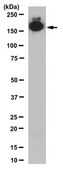 Anti-Leukemia-associated RhoGEF/LARG Antibody, clone 13D2.1 clone 13D2.1, from mouse